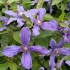 Clématite Integrifolia - Clematis Integrifolia Miranda 2 Clématite Integrifolia - Clematis Integrifolia Miranda -Plantes de jardin Clematite Clematis integrifolia Miranda IF 1009301 1