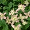 Clématite - Clematis Montana Marjorie -Plantes de jardin Clematite Clematis montana Marjorie IF 6814881 1