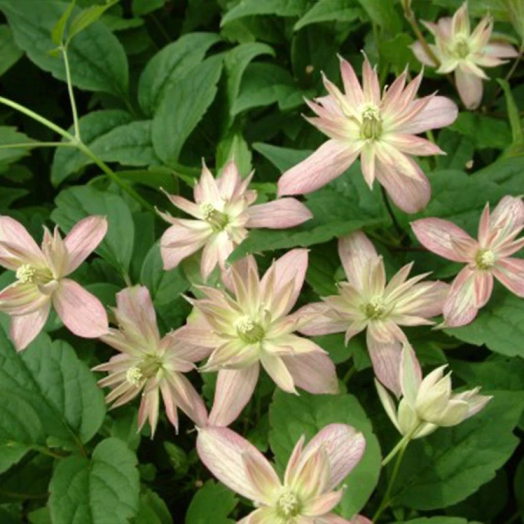 Clématite - Clematis Montana Marjorie 3 Clématite - Clematis Montana Marjorie