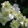 Clématite Montana Double Delight -Plantes de jardin Clematite Double Delight 83625 1