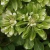 Clématite - Clematis Green Passion -Plantes de jardin Clematite Green Passion 83600 1