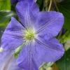 Clématite - Clematis Jenny -Plantes de jardin Clematite Jenny 81374 1