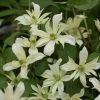 Clématite - Clematis Montana Jenny Keay