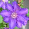 Clématite Kjel -Plantes de jardin Clematite Kjell 87856 1