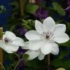 Clématite - Clematis White Pearl -Plantes de jardin Clematite White Pearl 83032 1