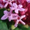 Clerodendrum Bungei - Clérodendron De Bunge -Plantes de jardin Clerodendron Bungei 7532 1