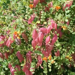 Colutea Media Copper Beauty - Baguenaudier, Arbre à Vessies