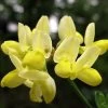 Coronille - Coronilla Valentina Subsp. Glauca Citrina 2 Coronille - Coronilla Valentina Subsp. Glauca Citrina -Plantes de jardin Coronilla valentina subsp glauca Citrina 82796 1