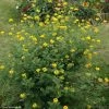 Coronille - Coronilla Valentina Subsp. Glauca Selection -Plantes de jardin Coronilla valentina subsp glauca Selection 82797 1
