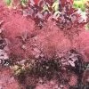 Cotinus Coggygria Winecraft Black - Arbre à Perruque 1 Cotinus Coggygria Winecraft Black - Arbre à Perruque -Plantes de jardin Cotinus coggygria Winecraft Black 87090 1