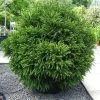 Cèdre Du Japon Globosa Nana - Cryptomeria Japonica -Plantes de jardin Cryptomeria japonica Globosa Nana 87749 1
