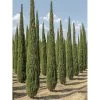 Cupressus Sempervirens Garda - Cyprès D'Italie, De Provence 2 Cupressus Sempervirens Garda - Cyprès D'Italie, De Provence -Plantes de jardin Cupressus sempervirens Garda 1004842 1