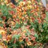Genêt à Balais - Cytisus Scoparius Lena -Plantes de jardin Cytisus scoparius Lena 781594 1