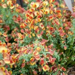 Genêt à Balais - Cytisus Scoparius Lena