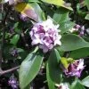 Daphne Odora - Bois-joli Odorant -Plantes de jardin Daphne odora 100097 1