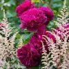 Duo Cardinal - Duo De Rosier Et D'Astilbes -Plantes de jardin Duo Cardinal 81432 1