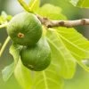 Figuier Jannot - Ficus Carica -Plantes de jardin Figuier Jannot Ficus carica copyright 1003722 1