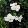 Gardenia Jasminoides Kleim's Hardy -Plantes de jardin Gardenia Kleims Hardy ld Wallygrom 9558 1
