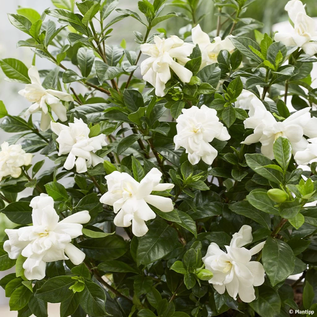 Gardenia Jasminoides Double Diamonds 3 Gardenia Jasminoides Double Diamonds