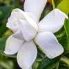 Gardenia Jasminoides Summer Snow. -Plantes de jardin Gardenia jasminoides Summer snow copyright 833261 1