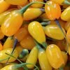 Goji Amber Sweet - Lycium Barbarum -Plantes de jardin Goji Amber Sweet Lycium barbarum 84993 1