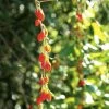 Goji Instant Success - Lycium Barbarum 2 Goji Instant Success - Lycium Barbarum -Plantes de jardin Goji Instant Success 78111 1