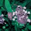 Hortensia - Hydrangea Aspera Villosa -Plantes de jardin HORTENSIA villosa 67849 1
