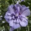 Hibiscus Syriacus Blue Chiffon - Althea Bleu Double -Plantes de jardin Hibiscus Blue Chiffon copyright 95092 1 1