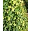 Houblon - Humulus Lupulus Prima Donna
