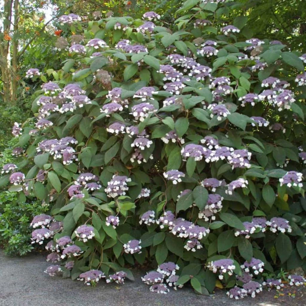 Hortensia - Hydrangea Aspera Bellevue 2 Hortensia - Hydrangea Aspera Bellevue