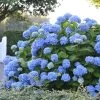 Hortensia - Hydrangea Macrophylla Endless Summer The Original (bleu) 1 Hortensia - Hydrangea Macrophylla Endless Summer The Original (bleu) -Plantes de jardin Hydrangea macrophylla Endless Summer The Original bleu 85452 1