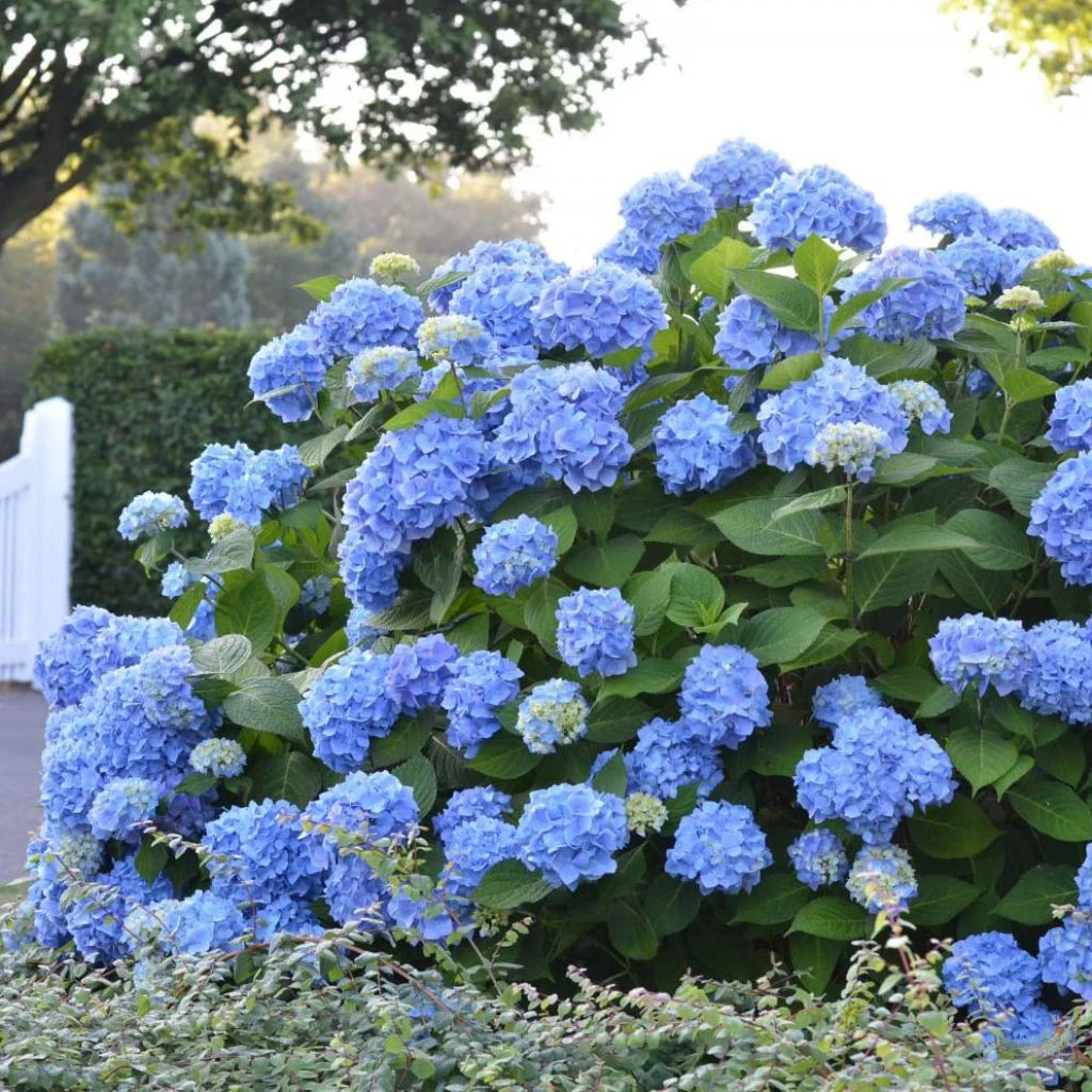 Hortensia - Hydrangea Macrophylla Endless Summer The Original (bleu) 3 Hortensia - Hydrangea Macrophylla Endless Summer The Original (bleu)