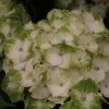 Hortensia - Hydrangea Macrophylla Magical Noblesse 1 Hortensia - Hydrangea Macrophylla Magical Noblesse -Plantes de jardin Hydrangea macrophylla Magical Noblesse 81585 1