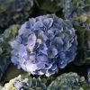 Hortensia Macrophylla Mathilde Gutges -Plantes de jardin Hydrangea macrophylla Mathilde Gutges 85455 1 1
