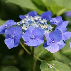 Hortensia Macrophylla Teller Blue