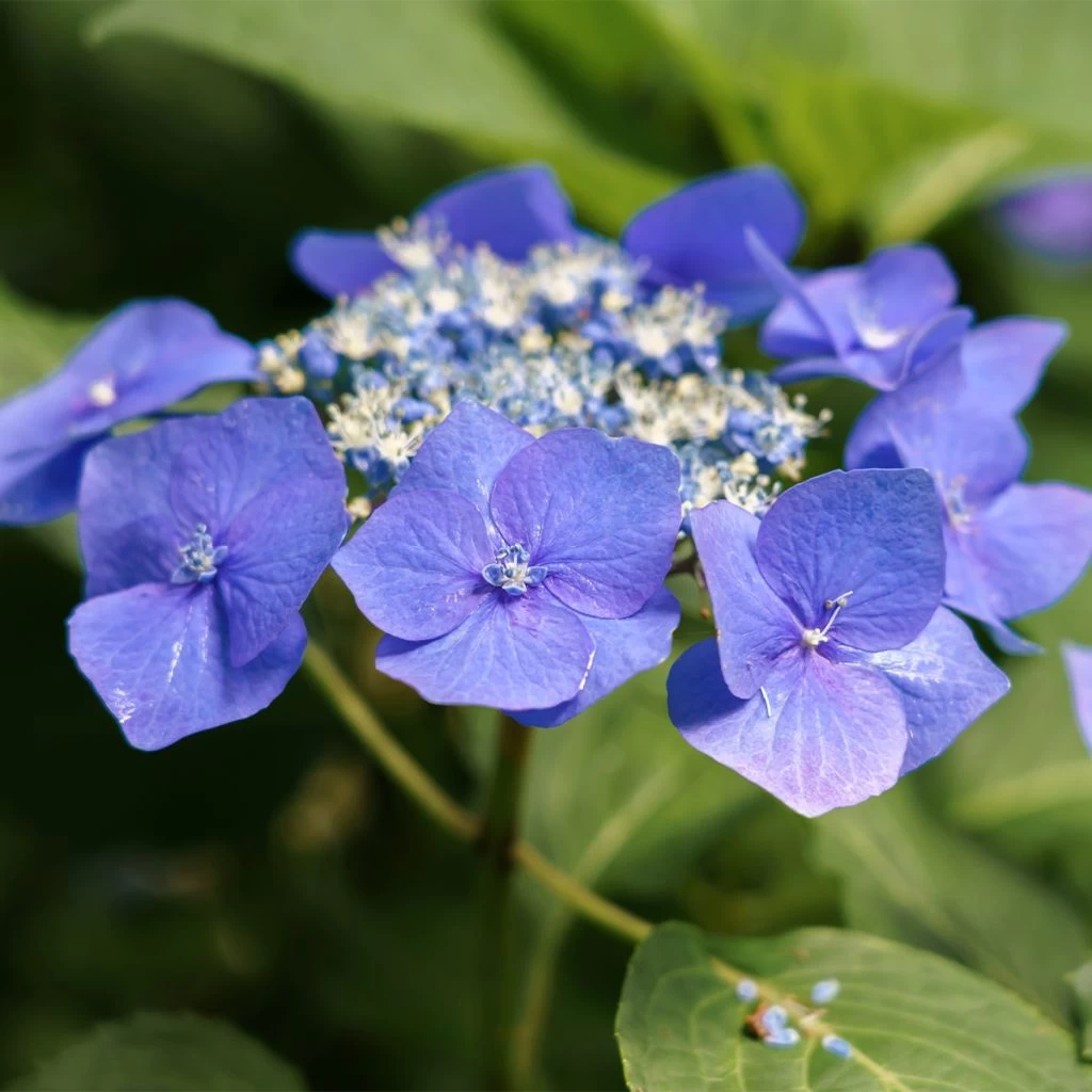 Hortensia Macrophylla Teller Blue 3 Hortensia Macrophylla Teller Blue