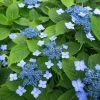 Hortensia Serrata Annie's Blue