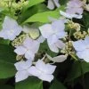 Hortensia - Hydrangea Serrata Blue Deckle 2 Hortensia - Hydrangea Serrata Blue Deckle -Plantes de jardin Hydrangea serrata Blue Deckle 781674 1
