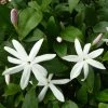 Jasmin Sauvage étoilé - Jasminum Multipartitum 1 Jasmin Sauvage étoilé - Jasminum Multipartitum -Plantes de jardin Jasminum multipartitum 83641 1