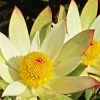 Leucadendron Sundance -Plantes de jardin Leucadendron Sundance 83364 1
