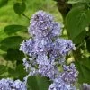 Lilas - Syringa Vulgaris Capitaine Baltet -Plantes de jardin Lilas Capitaine Baltet Syringa vulgaris 82627 1