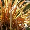Lin De Nouvelle-Zélande - Phormium Tenax Flamingo -Plantes de jardin Lin de Nouvelle Zelande Phormium tenax Flamingo copyright promesse de fleurs lionel 1007571 1