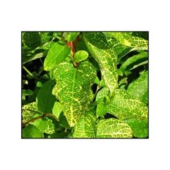 Chèvrefeuille - Lonicera Japonica Aureoreticulata