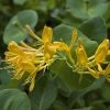 Chèvrefeuille De Tellman - Lonicera Tellmaniana -Plantes de jardin Lonicera tellmaniana 83651 1