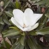 Magnolia Grandiflora Alta - -Plantes de jardin Magnolia grandiflora Alta 84161 1