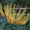 Mahonia (x) Media Charity 1 Mahonia (x) Media Charity -Plantes de jardin Mahonia Charity ld minghong 7575 1