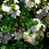 Myrtus Communis Tarentina - Myrte Commun -Plantes de jardin Myrtus communis subsp Tarentina 82213 1