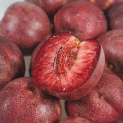 Nectarinier Sanguine D'Auvergne - Georges Delbard