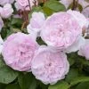 Rosier David Austin Olivia Rose Austin -Plantes de jardin Olivia Rose Austin 712922 1