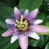 Passiflore Perfume Passion -Plantes de jardin PASSIFLORA belotii PERFUME PASSION cov 681329 1